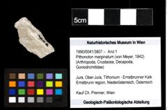 Foto (Objekt + Etiketten) von Pithonoton marginatum (von Meyer, 1842) 